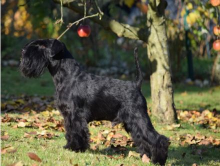 Ch. Hopscotch Itterfeld von den Tasdorfer Wiesen