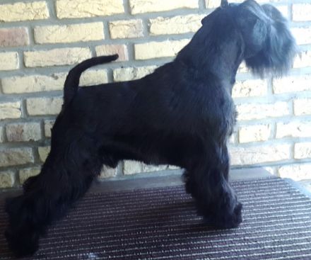 Ch. Hopscotch Itterfeld von den Tasdorfer Wiesen