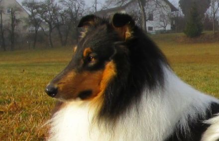 Santhos ( Itchy of Blue Shadow