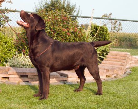 Gino van de Peppelenbosch