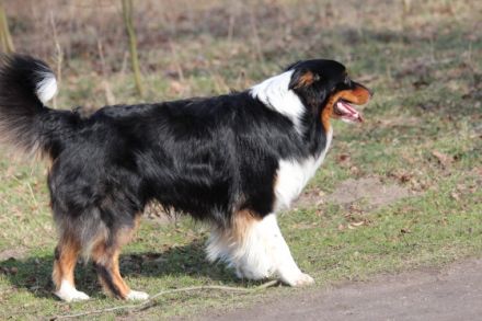 Tecumas Heartbreaker DNA-VP