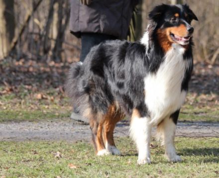 Tecumas Heartbreaker DNA-VP