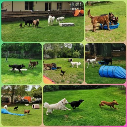 Pfötchenzeit - Hundepension & Hundeschule