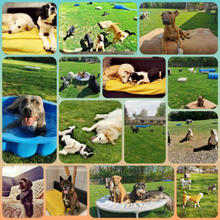 Pfötchenzeit - Hundepension & Hundeschule