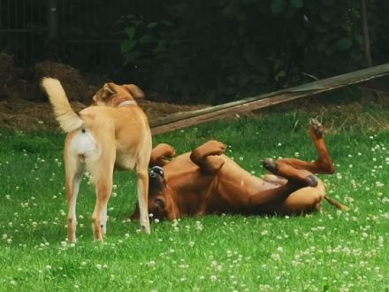 Pfötchenzeit - Hundepension & Hundeschule