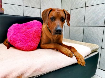 Pfötchenzeit - Hundepension & Hundeschule