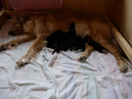 von den Flecker Schlossgeistern