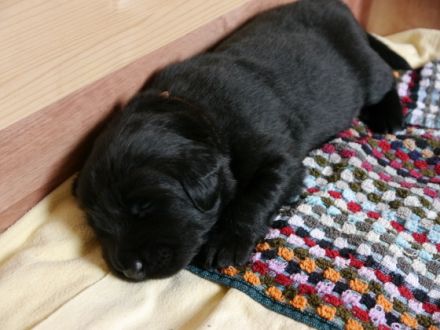 von den Flecker Schlossgeistern