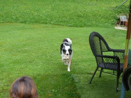 Pfotentraining - gemeinsam zum Team