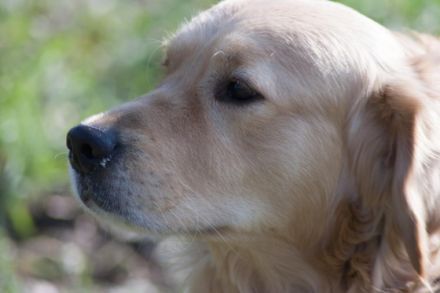 Giaccomo v. Rheydter Schloss Schatten