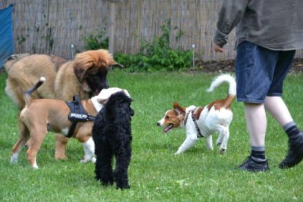 DGHunde - Welpenschule Düsseldorf