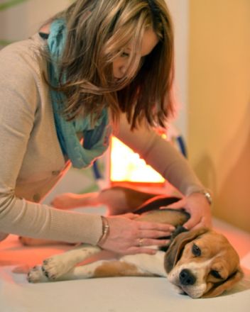 Standfest - Hundephysio- & Osteotherapie