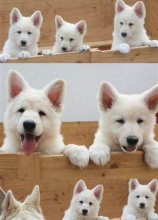 von der Vogelherdburg