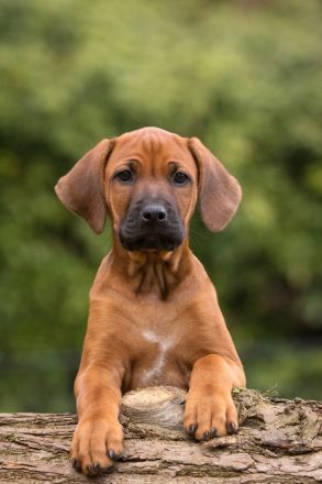 Via Canis, Dr. med. vet. Tina Johann