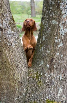 Parcifal vom Starkenbrunnen