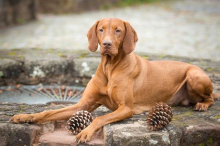 Parcifal vom Starkenbrunnen