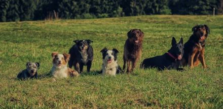 Hundeschule Frankenwölfe