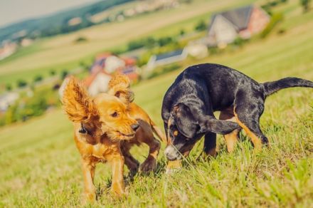 Hundeschule Frankenwölfe