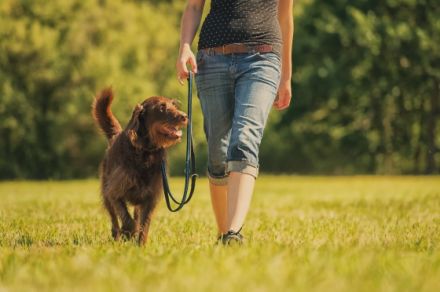 Hundeschule Frankenwölfe