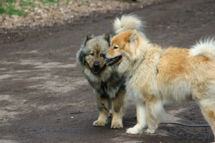 Tierpension Bennstedt