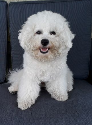 >Amos< vom Alsenschloss