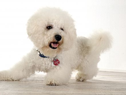 >Amos< vom Alsenschloss