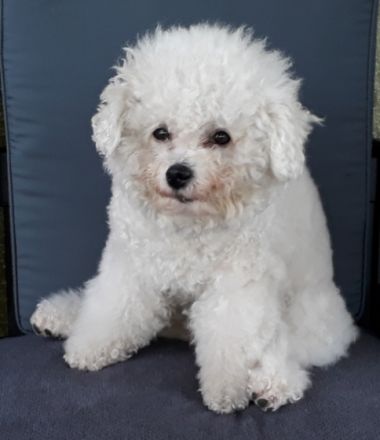 >Amos< vom Alsenschloss