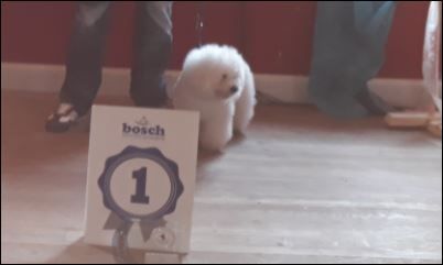 >Amos< vom Alsenschloss