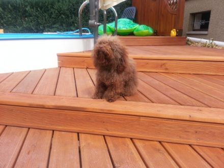 Quent von der Feenwiese