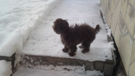 Quent von der Feenwiese