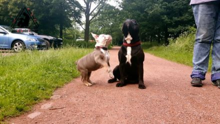 Mit Hunden leben - Hundeschule