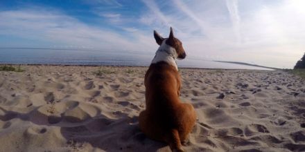 Mit Hunden leben - Hundeschule