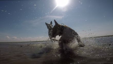 Mit Hunden leben - Hundeschule