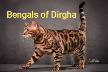 of Dirgha