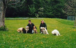 Zeitweise im Jahr haben wir aus unserer Labrador Retriever