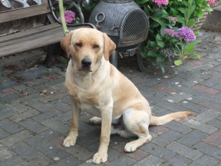 Zeitweise im Jahr haben wir aus unserer Labrador Retriever