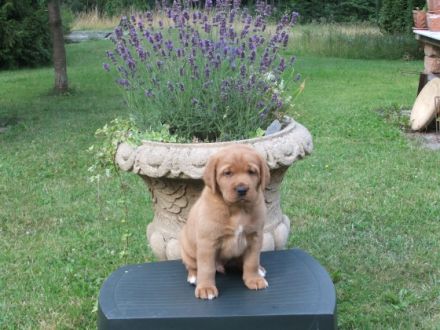 Zeitweise im Jahr haben wir aus unserer Labrador Retriever