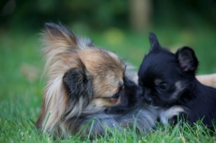 of RoyalContinentals