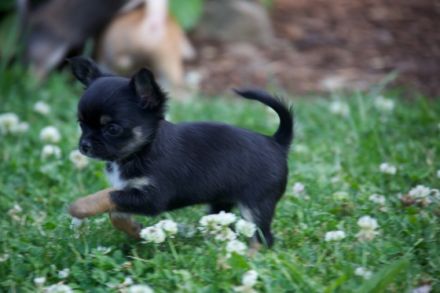 of RoyalContinentals