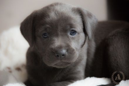 of RoyalContinentals