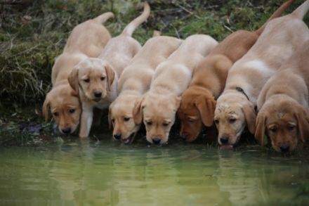 of RoyalContinentals