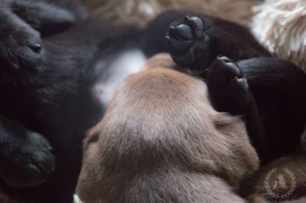 of RoyalContinentals