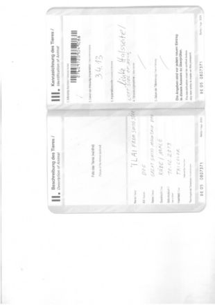 Ilai from Swiss Star