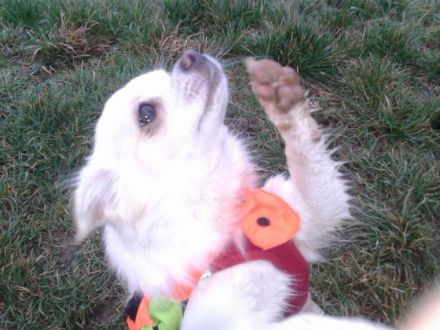 Hundeschule Cleverpfoten