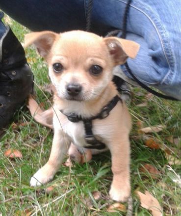 Hundeschule Cleverpfoten