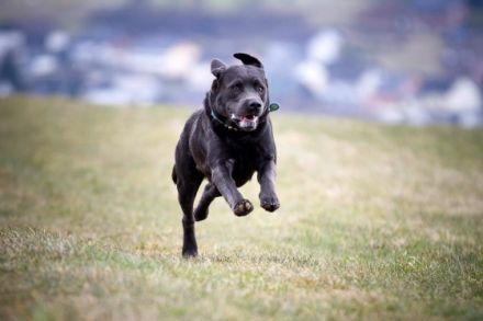 Joyful Diego of the Blue Mountains