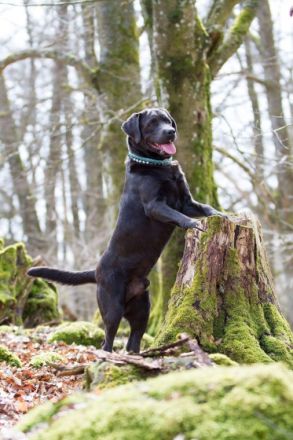 Joyful Diego of the Blue Mountains