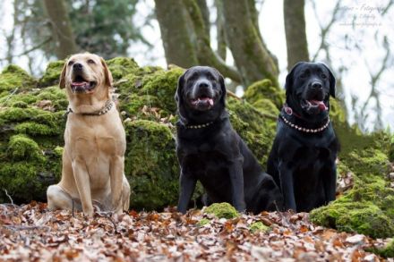 Joyful Diego of the Blue Mountains