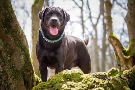 Joyful Diego of the Blue Mountains