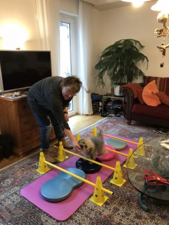 Movedogs Tierphysiotherapie & Tierosteopathie